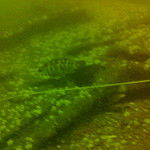 Cunner fish photo