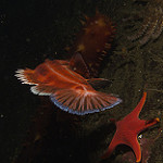 Yelloweye rockfish photo
