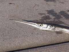 Atlantic needlefish photo