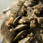 Hooked mussel photo