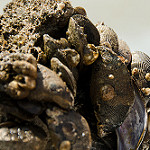 Hooked mussel photo