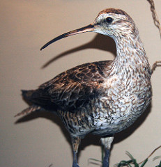 Eskimo curlew photo