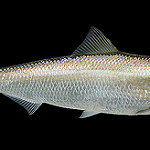 Skipjack herring  photo