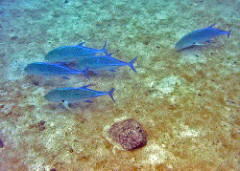 Bluefin trevally photo