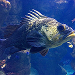 Quillback fish photo