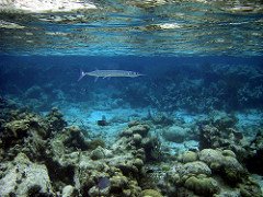 Atlantic needlefish photo