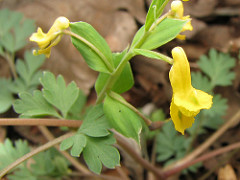 Yellow fumewort - photo