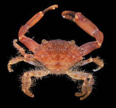 Xanthid crabs photo