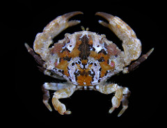 Xanthid crabs photo