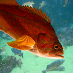 Yelloweye rockfish photo