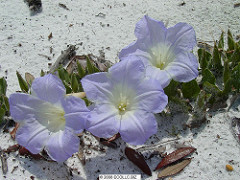 Florida bonamia photo