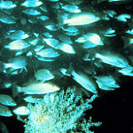 Cunner fish photo