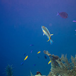 Princess parrotfish  photo