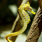 Pacific seahorse  photo