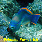 Princess parrotfish  photo