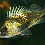 Quillback fish photo