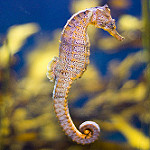 Pacific seahorse  photo