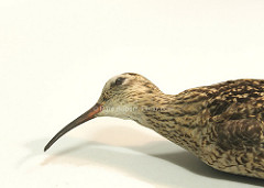 Eskimo Curlew 03 by Rare Rupert Eskimo curlew photo