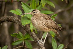 Eskimo curlew photo