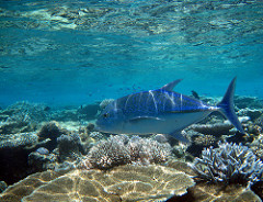 Bluefin trevally photo