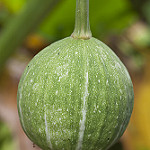 Okeechobee gourd  photo