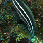 Princess parrotfish  photo