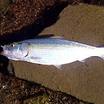 Skipjack herring  photo