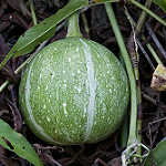 Okeechobee gourd  photo