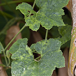 Okeechobee gourd  photo