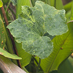 Okeechobee gourd  photo