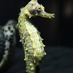 Pacific seahorse  photo