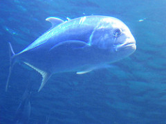 Bluefin trevally photo