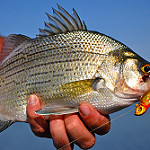 White bass fi photo