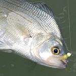 White bass fi photo