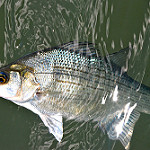 White bass fi photo