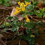 Yellow fumewort photo