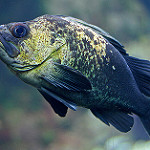 Quillback fish photo