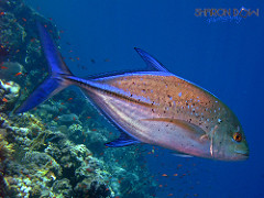 Bluefin trevally photo