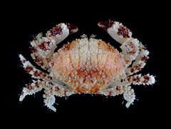 Xanthid crabs photo
