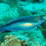 Princess parrotfish  photo