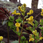 Yellow fumewort photo