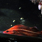 Yelloweye rockfish photo