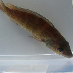 Cunner fish photo