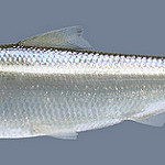 Skipjack herring  photo