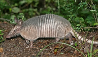 Armadillos