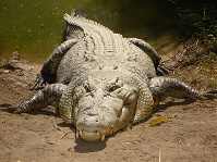 crocodilians