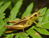 grasshoppers