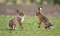 hares