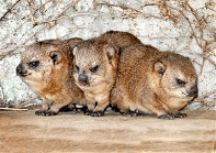 hyraxes