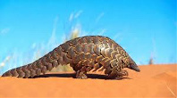 Pangolins